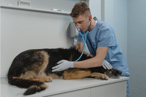 Anemia em cachorro idoso: causas, sintomas e tratamento - Como tratar anemia em cachorro idoso