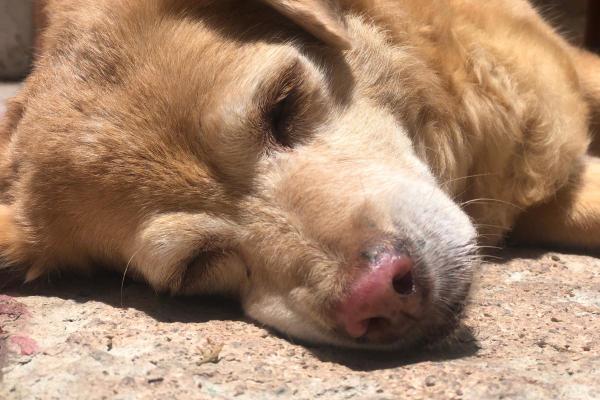Anemia em cachorro idoso: causas, sintomas e tratamento - Sintomas de anemia em cachorro idoso