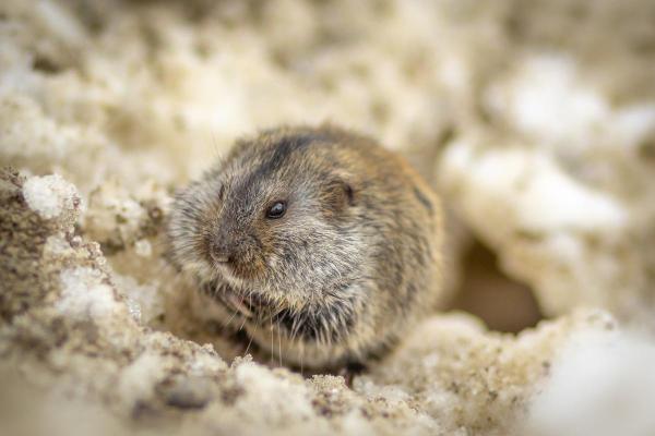 Que animais são os lemmings? - Curiosidades dos lemmings