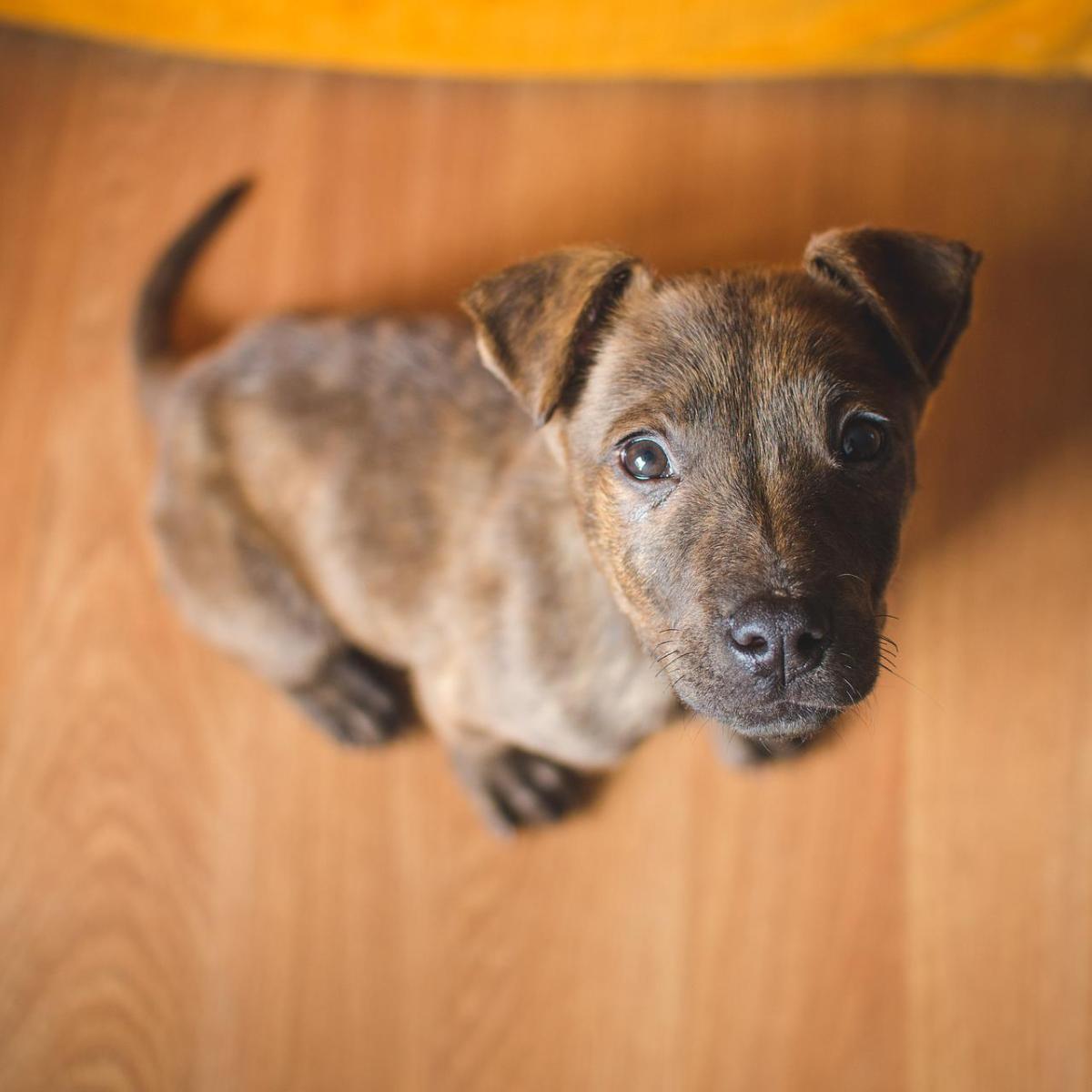 Qual a melhor idade para castrar um cão? - Machos e Fêmeas