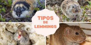 Que animais são os lemmings?