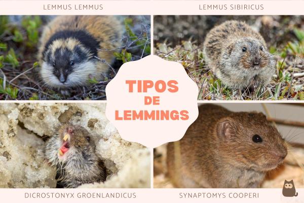 Que animais são os lemmings?