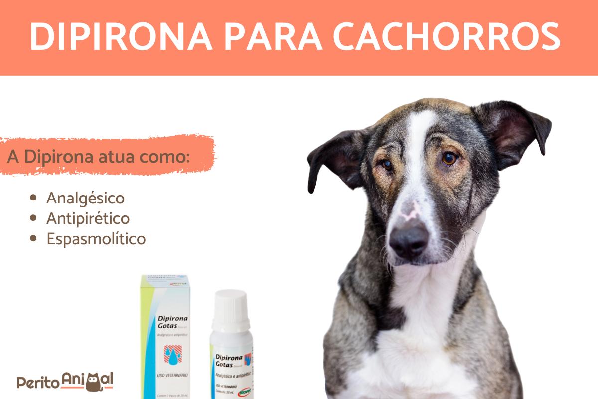 Pode dar Dipirona para cachorro?