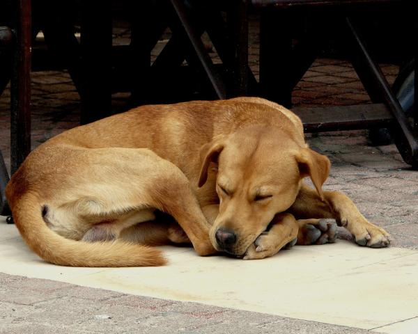 Pode dar Dipirona para cachorro? - Pode dar Dipirona para cachorro?