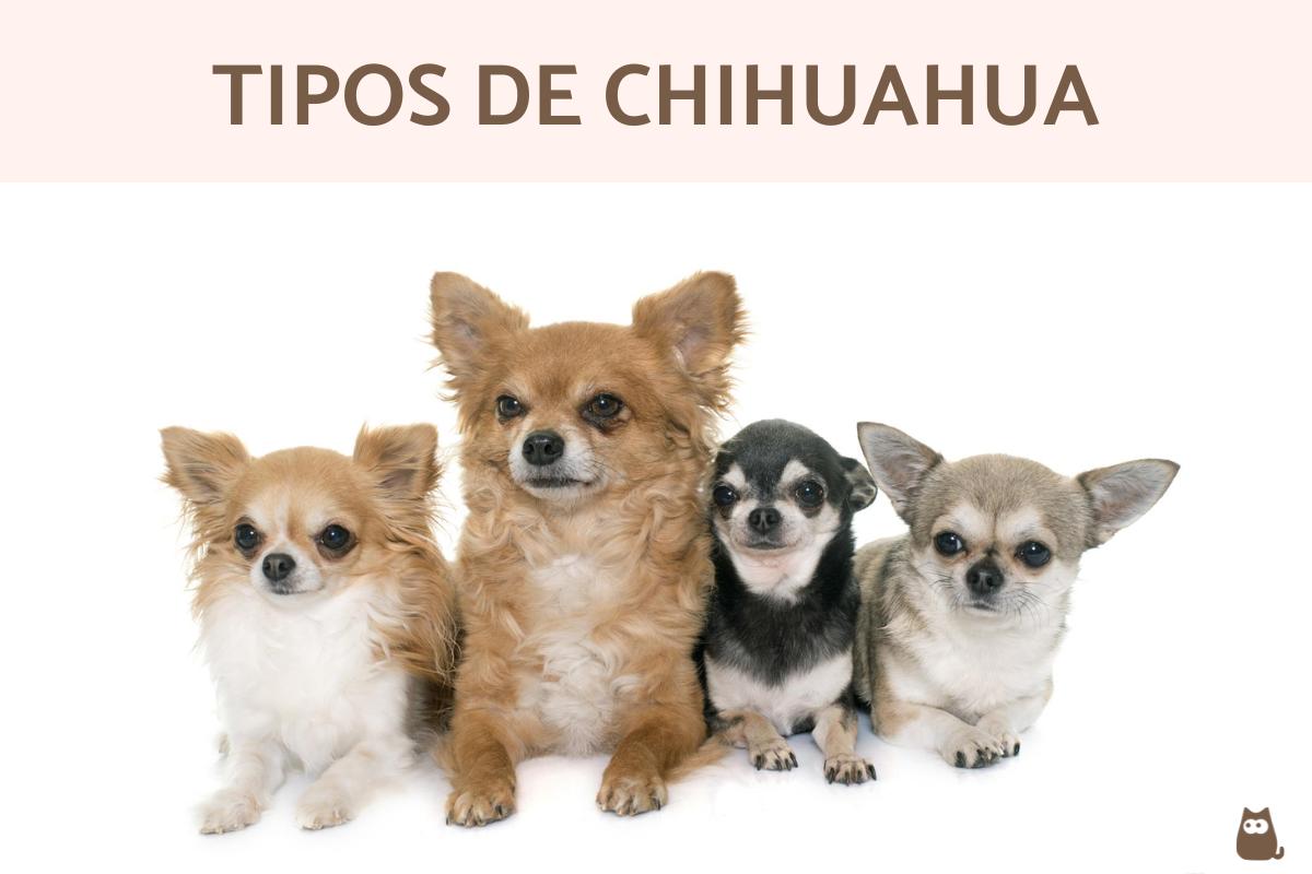 Tipos de chihuahua