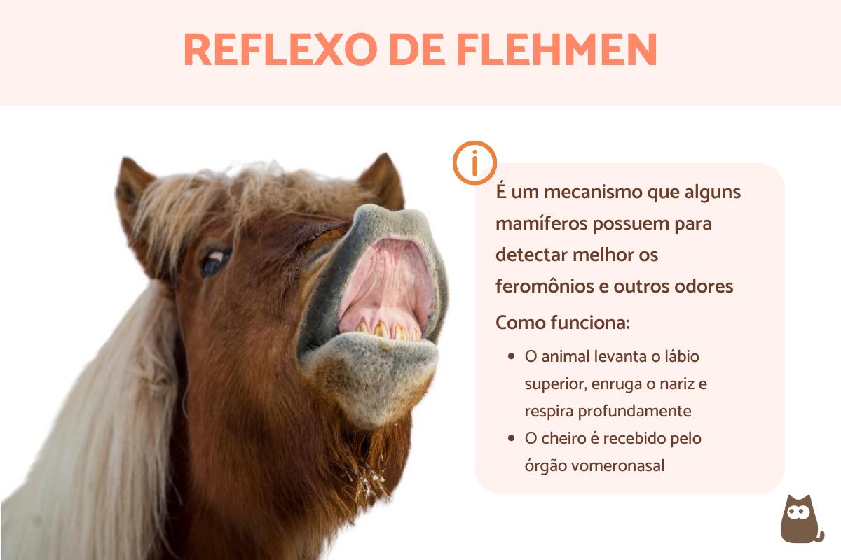 Reflexo de Flehmen - o que é e que animais costumam ter?