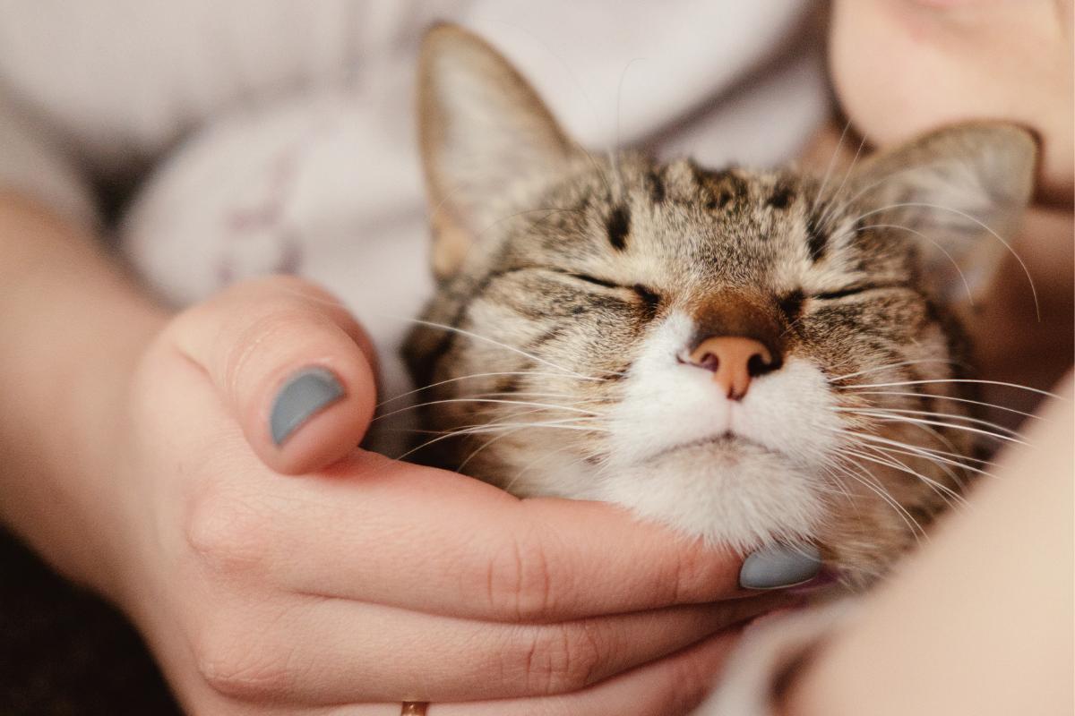 Meu gato se excita comigo - Causas e o que fazer