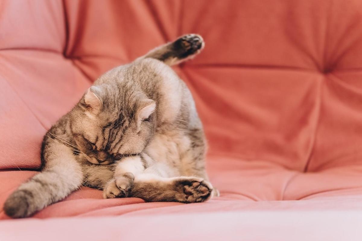 Por que meu gato esfrega o bumbum no chão?