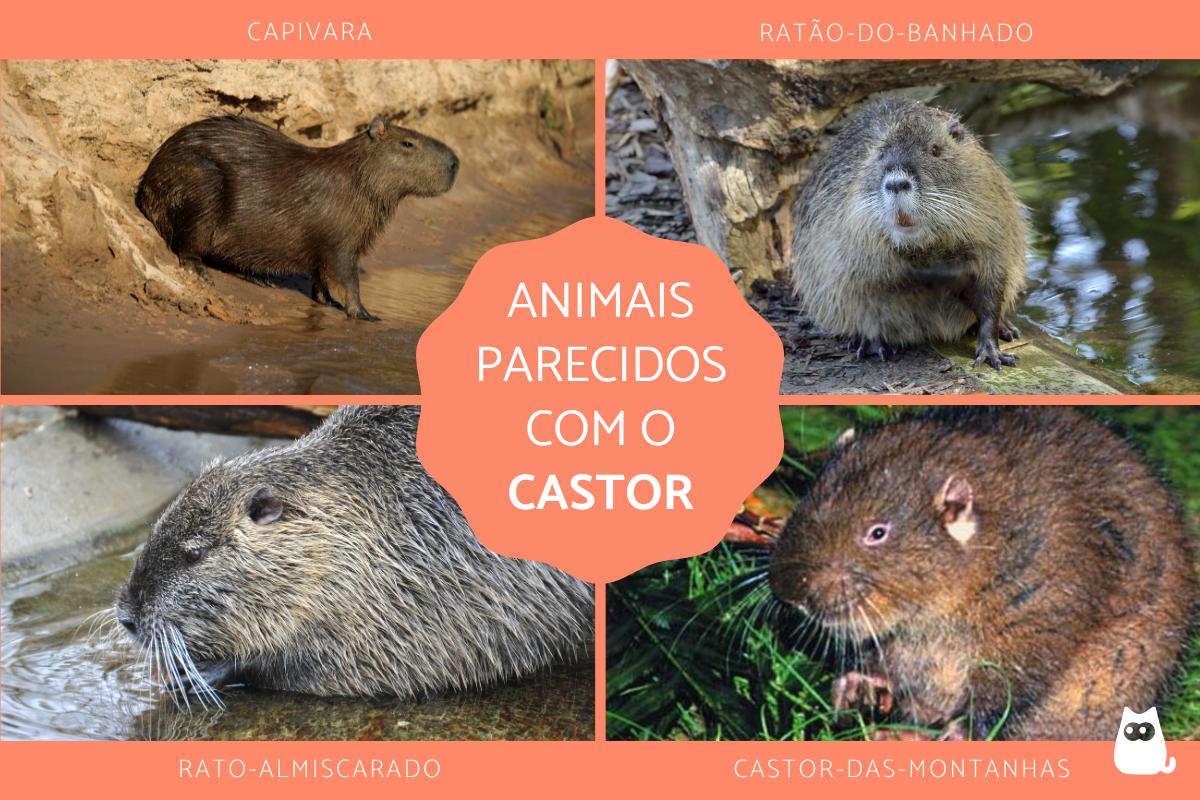 Animais parecidos com o castor