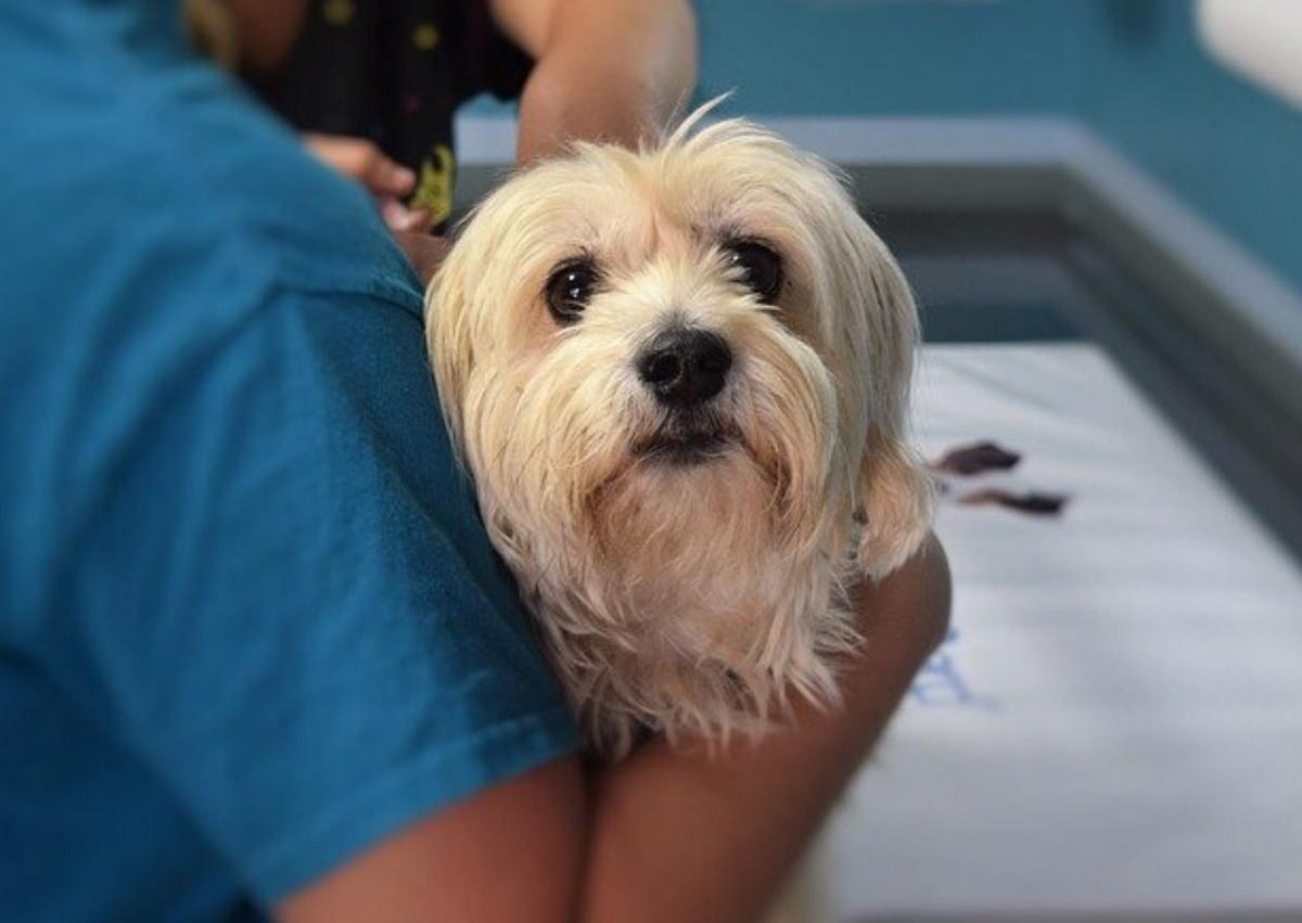 Veterinário gratuito: locais de atendimento grátis e com preços baixos