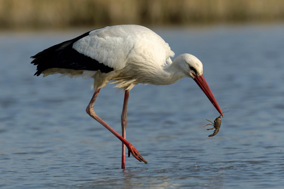 O que a cegonha come?