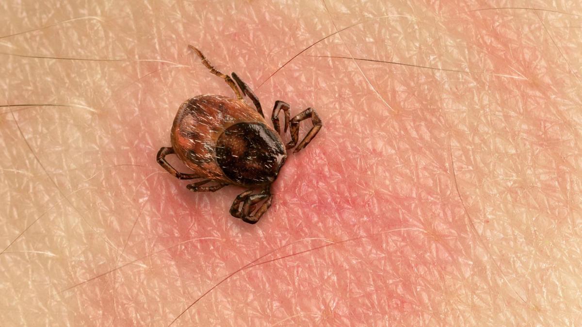 Parasitismo - o que é, tipos e exemplos