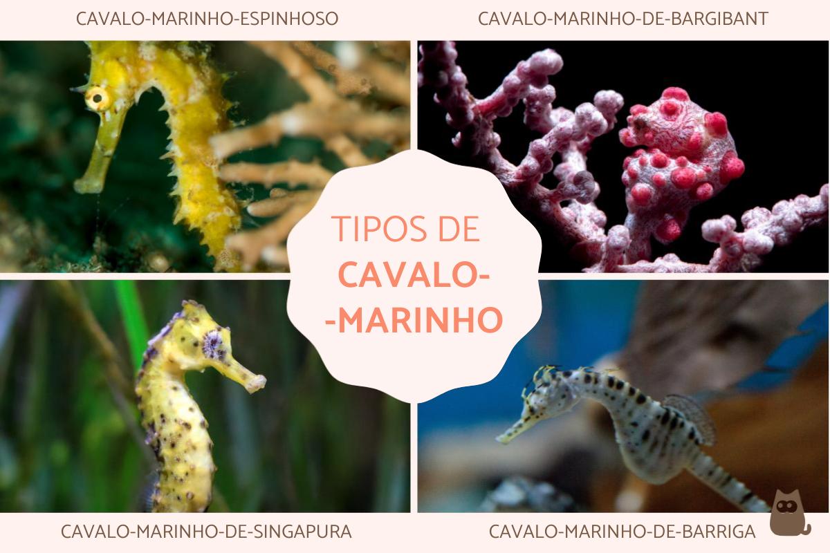 Tipos de cavalos-marinhos