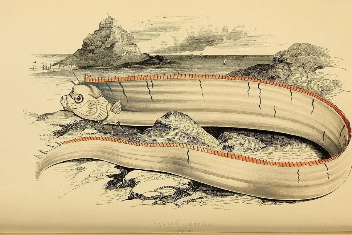 Qual é a lenda do peixe-remo?