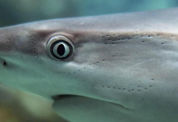 Peixes cartilaginosos - Características, nomes e exemplos - Características principais dos peixes cartilaginosos