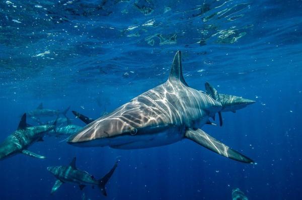 Peixes cartilaginosos - Características, nomes e exemplos - Como os peixes cartilaginosos nadam?