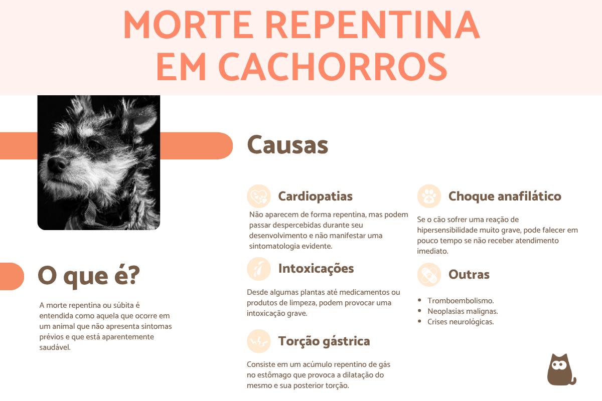Meu cachorro morreu do nada: por que e o que fazer?