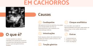 Meu cachorro morreu do nada: por que e o que fazer?