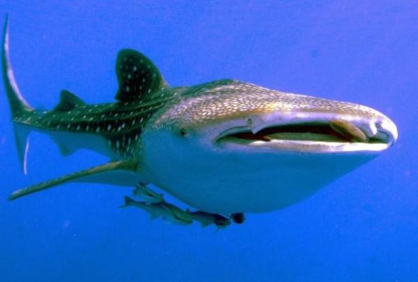 Peixes cartilaginosos - Características, nomes e exemplos - Nomes e exemplos de peixes cartilaginosos