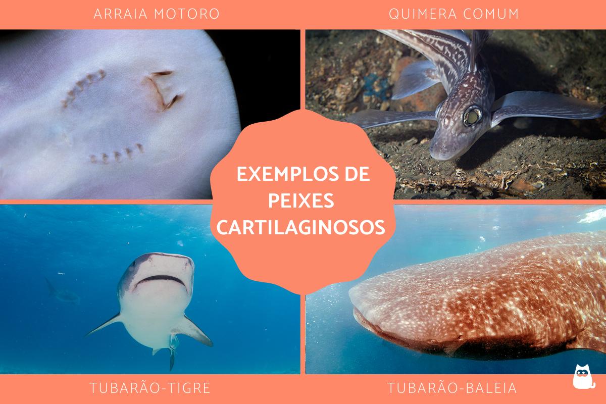 Peixes cartilaginosos - Características, nomes e exemplos