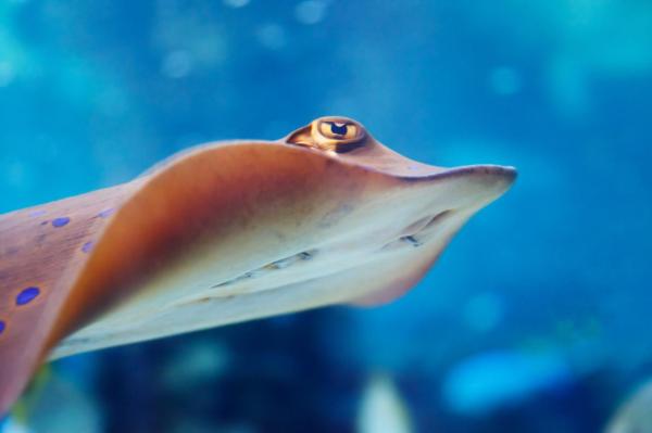 Peixes cartilaginosos - Características, nomes e exemplos -
