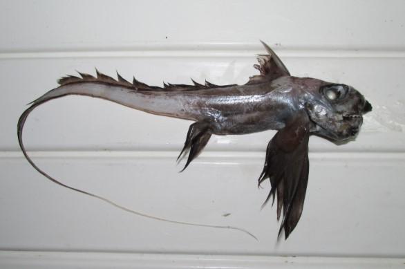 Peixes cartilaginosos - Características, nomes e exemplos -