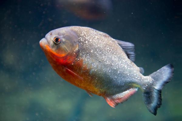 Piranhas atacam pessoas? - É verdade que piranhas devoram humanos?