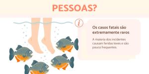 Piranhas atacam pessoas?