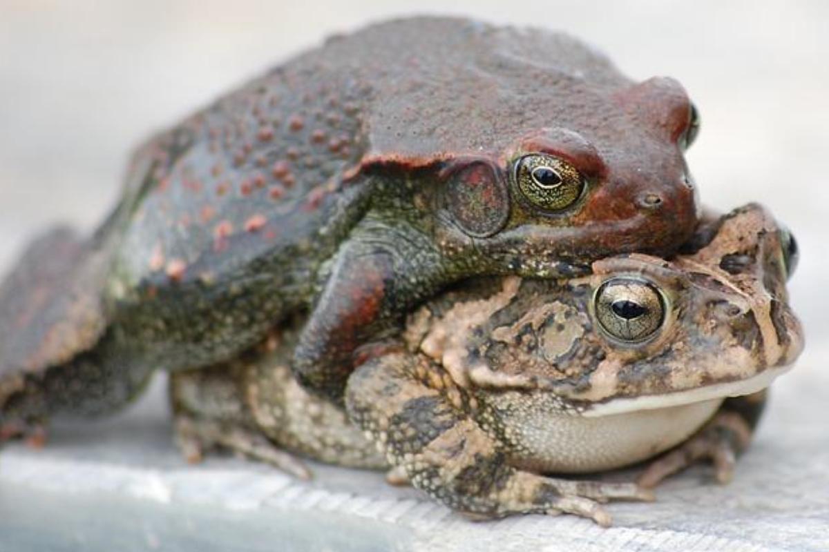 Reprodução dos anfíbios