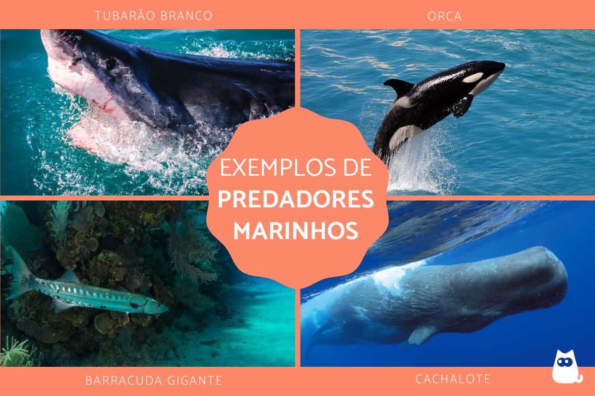 Predadores marinhos - Exemplos e características