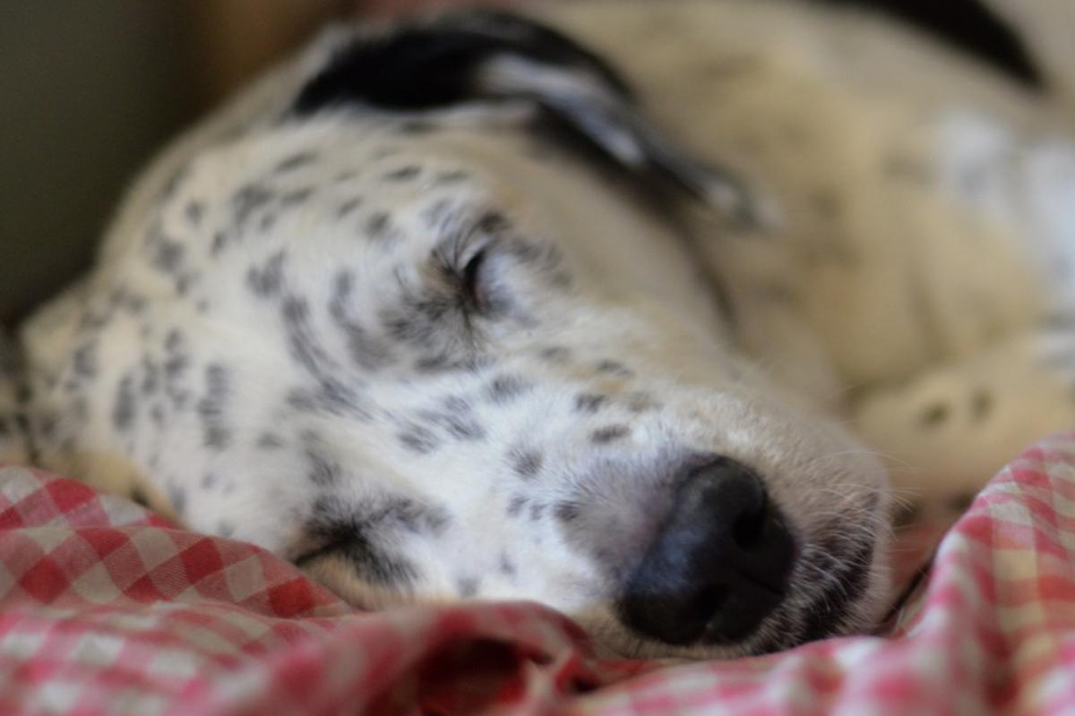 Envenenamento em cachorros - Sintomas e primeiros socorros
