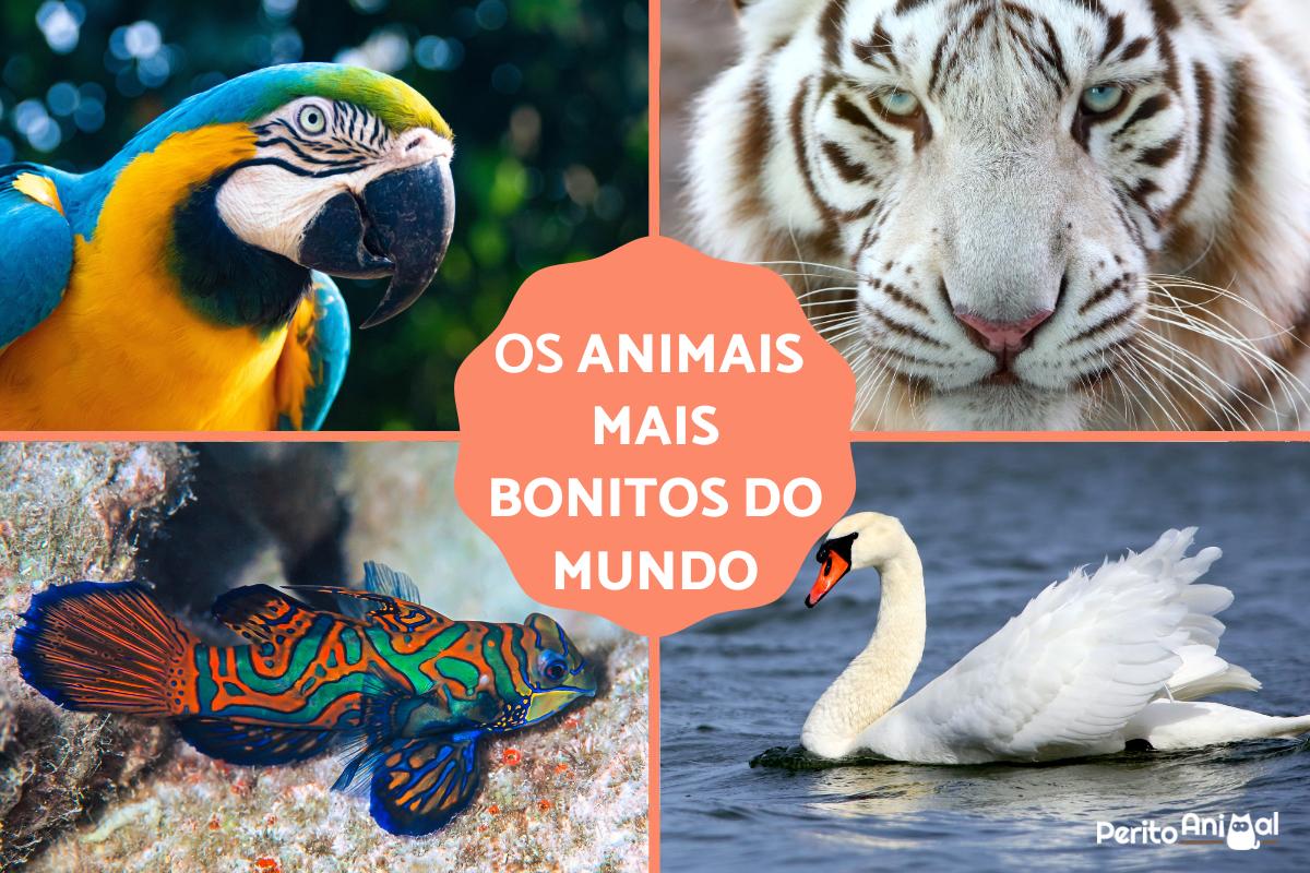 Os 10 animais mais bonitos do mundo