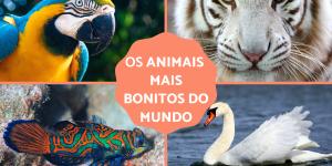 Os 10 animais mais bonitos do mundo