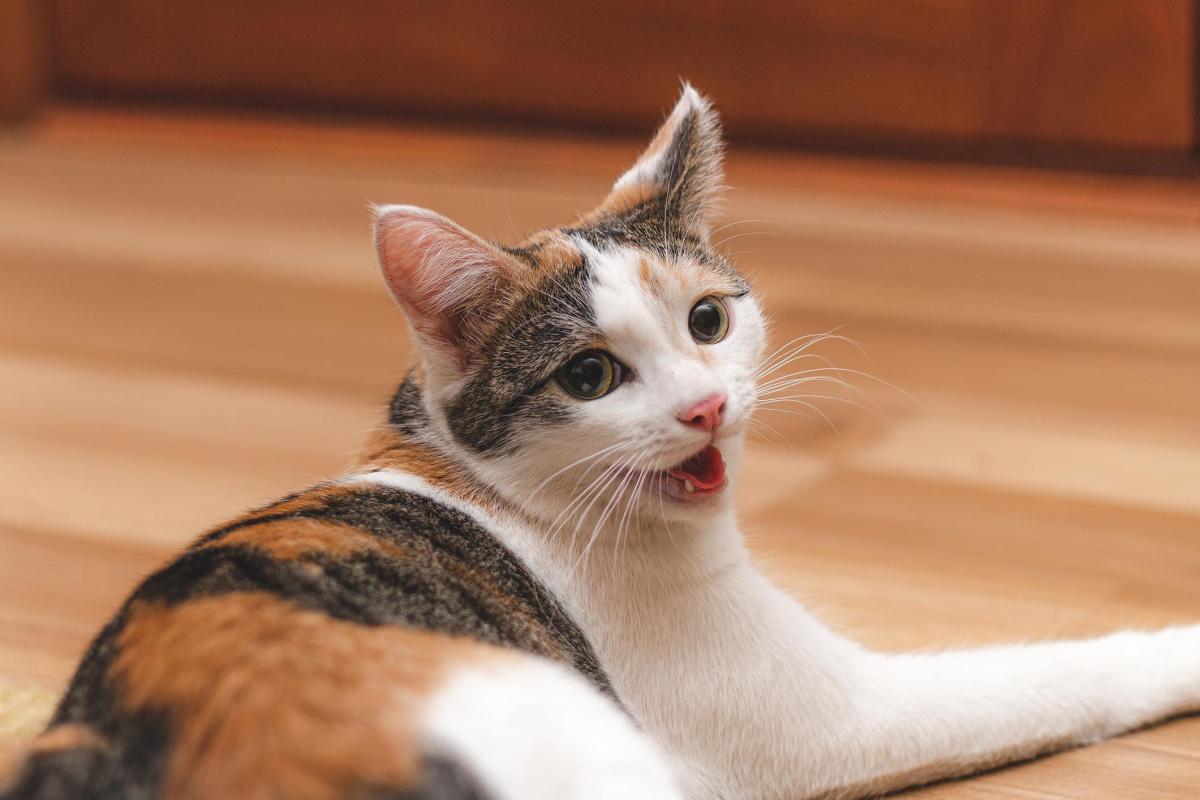 Por que meu gato faz barulhos estranhos com a garganta?