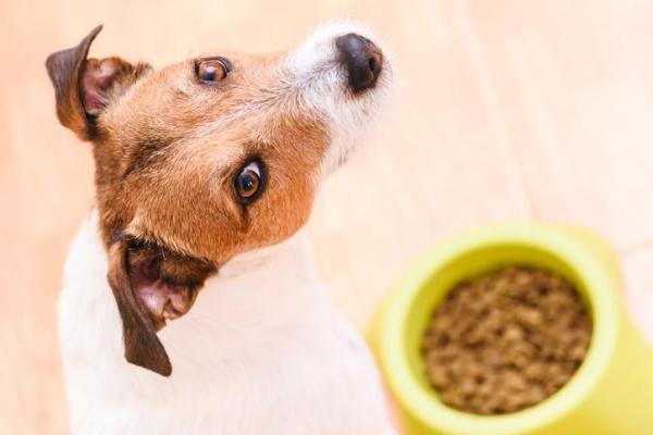 Remedios caseiros para abrir apetite de cachorro