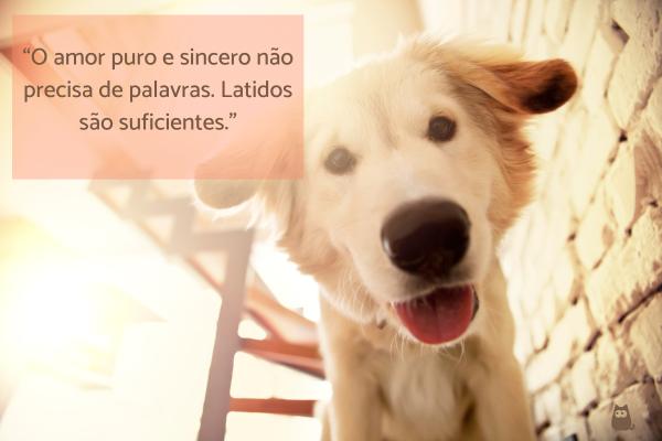 Legendas para fotos de cachorro - Legendas felizes para fotos de cachorros