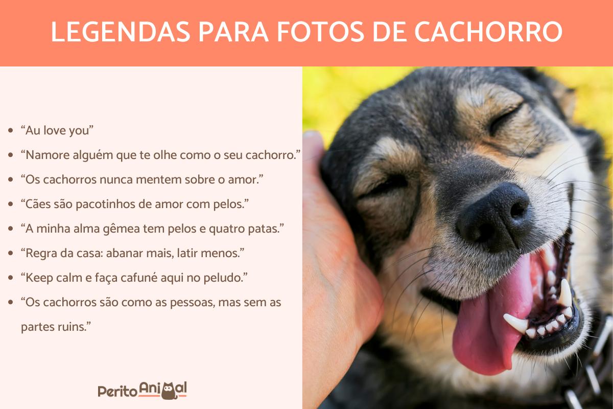 Legendas para fotos de cachorro