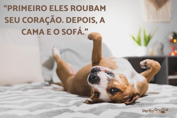 Legendas para fotos de cachorro - Legendas para fotos de cachorro engraçadas
