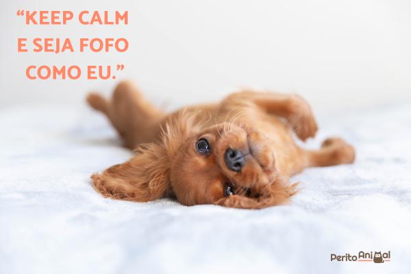 Legendas para fotos de cachorro - Legendas para fotos de cachorro no Instagram
