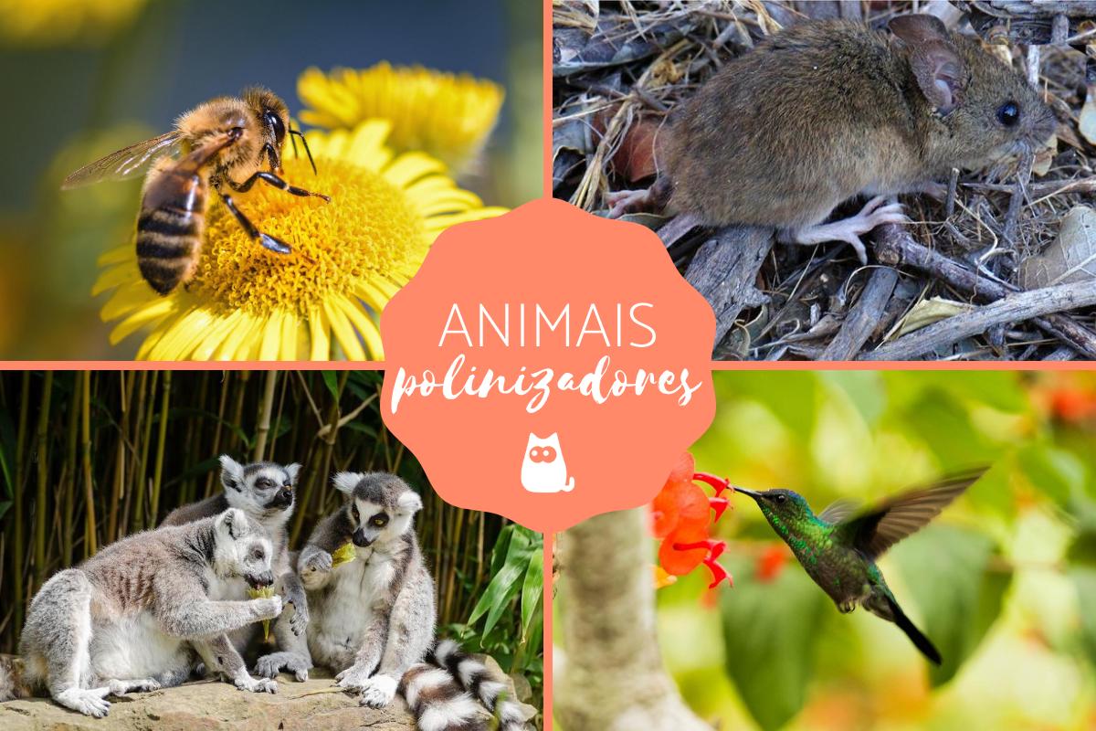 15 animais polinizadores - Características e exemplos