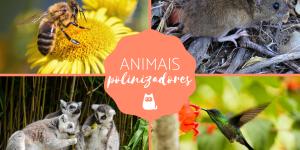 15 animais polinizadores - Características e exemplos