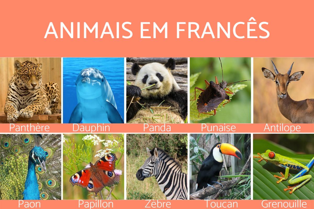 Nomes de Animais em francês - de A a Z