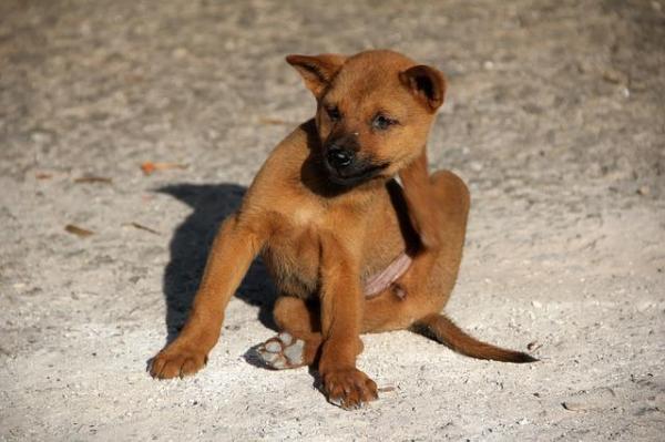 Seborreia em cães - Causas e tratamento - O que é a seborreia canina?