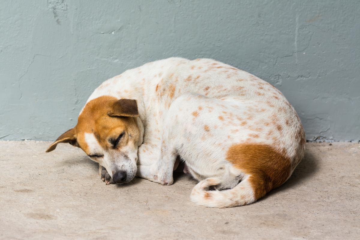 Seborreia em cães - Causas e tratamento