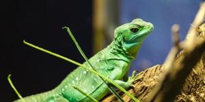 Animais de sangue frio - Exemplos, características e curiosidades