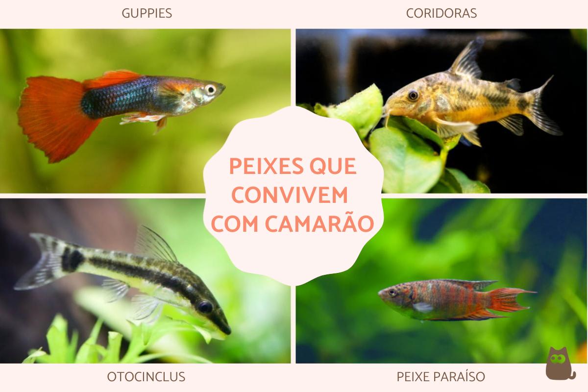 Quais peixes convivem com camarão?