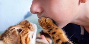 O que significa quando o gato toca no seu rosto?