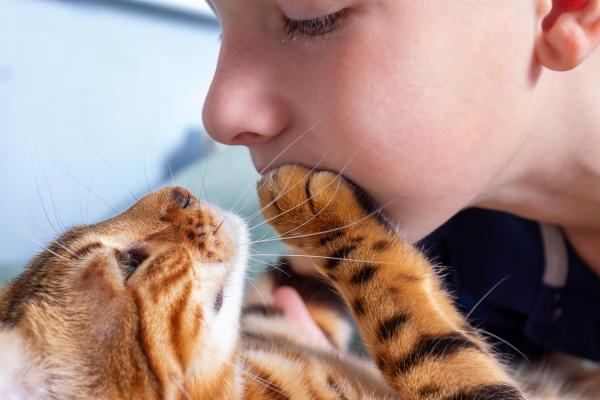 O que significa quando o gato toca no seu rosto?