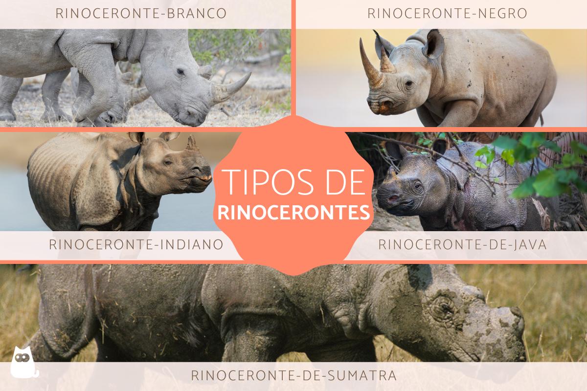 Rinocerontes: tipos, características e habitat