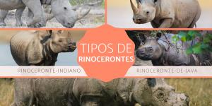 Rinocerontes: tipos, características e habitat